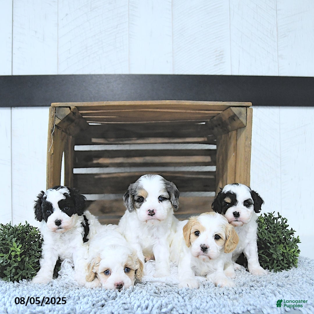 Cavapoo dogs for sale: Zoey - Image 3