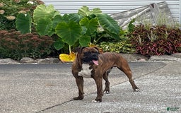 Boxer dogs for sale: Doctor Pepper Zero - Image 2