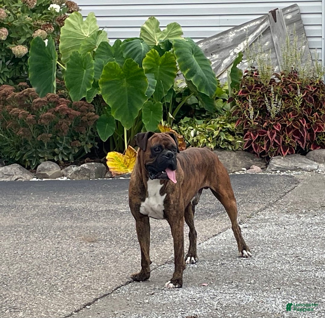 Boxer dogs for sale: Doctor Pepper Zero - Image 2