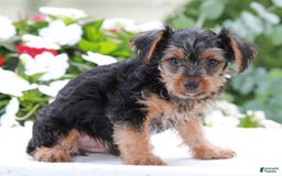 Yorkshire Terrier dogs for sale: Benny - Image 3