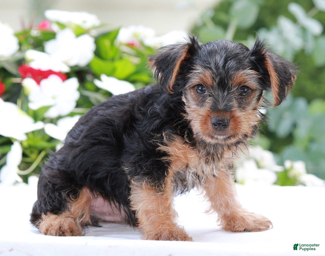 Yorkshire Terrier dogs for sale: Benny - Image 3