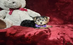 Yorkshire Terrier dogs for sale: Maui - Image 17