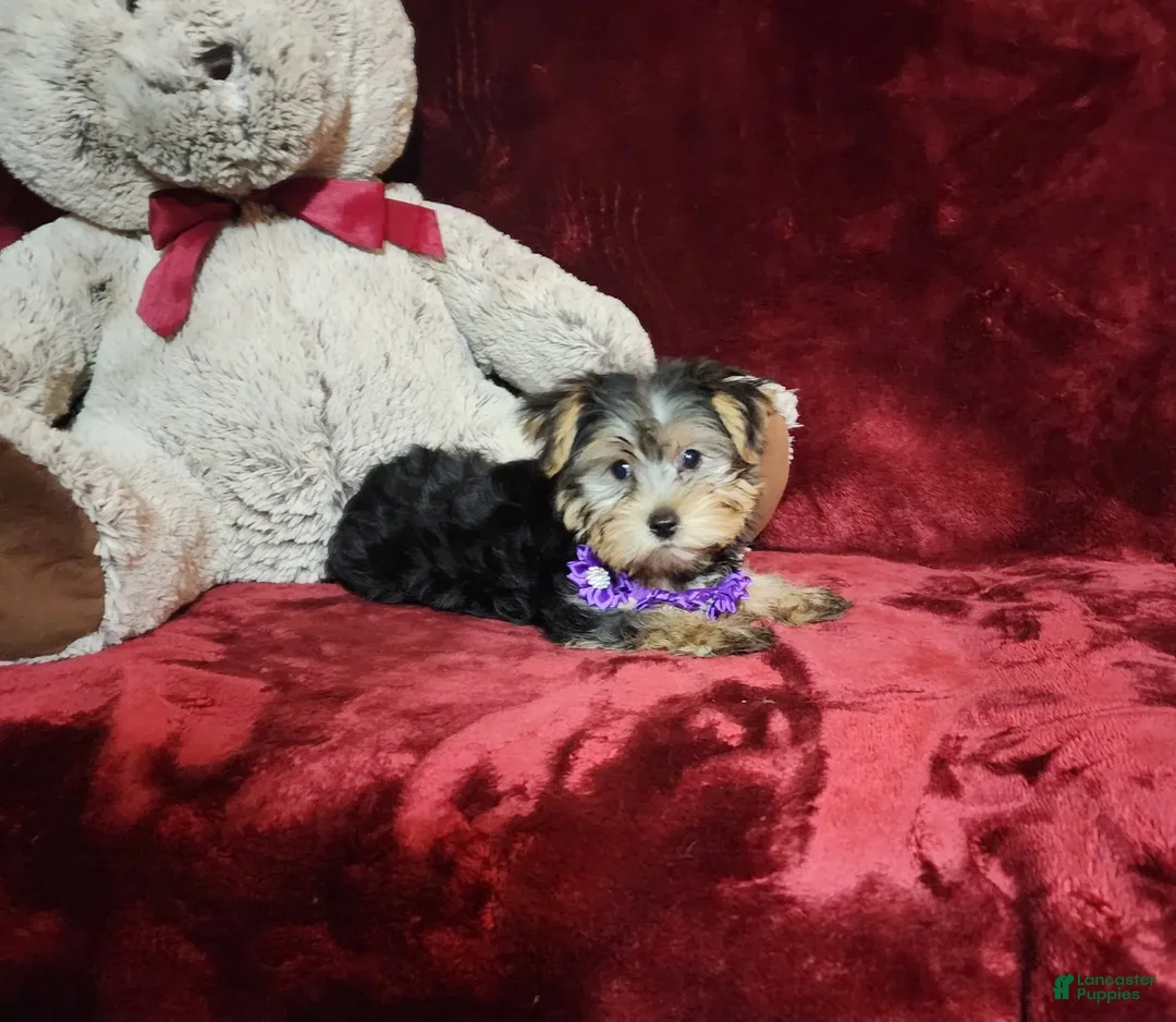 Yorkshire Terrier dogs for sale: Maui - Image 17