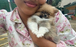 Pomeranian dogs for sale: Molly - Image 1
