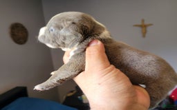 American Bully dogs for sale: Louie - Image 2
