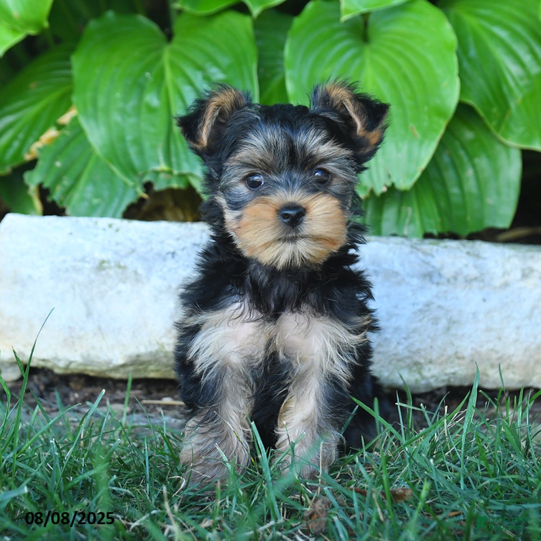 Yorkshire Terrier dogs for sale: Yorkshire Terrier 4 puppies - Image 3