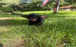 Dachshund dogs for sale: Fiona - Image 4