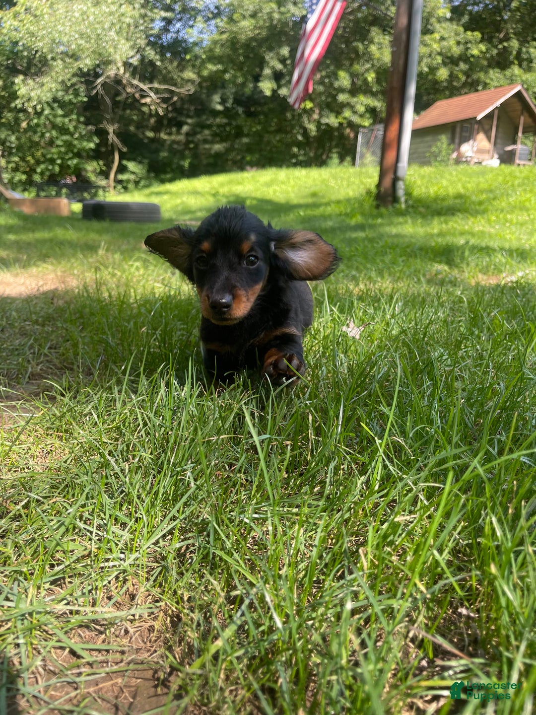 Dachshund dogs for sale: Fiona - Image 4