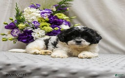 Teddy Bear dogs for sale: Wonton - Image 2