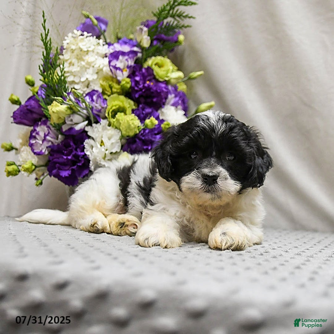 Teddy Bear dogs for sale: Wonton - Image 2