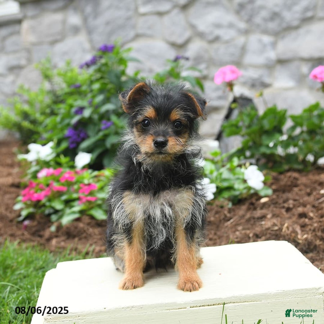 Yorkshire Terrier dogs for sale: Rose - Image 5