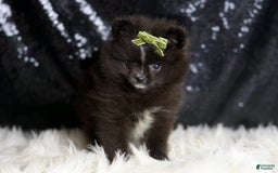 Pomeranian dogs for sale: Peppy - Image 1