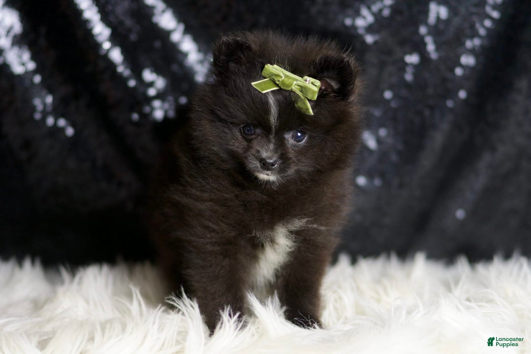 Pomeranian dogs for sale: Peppy - Image 1