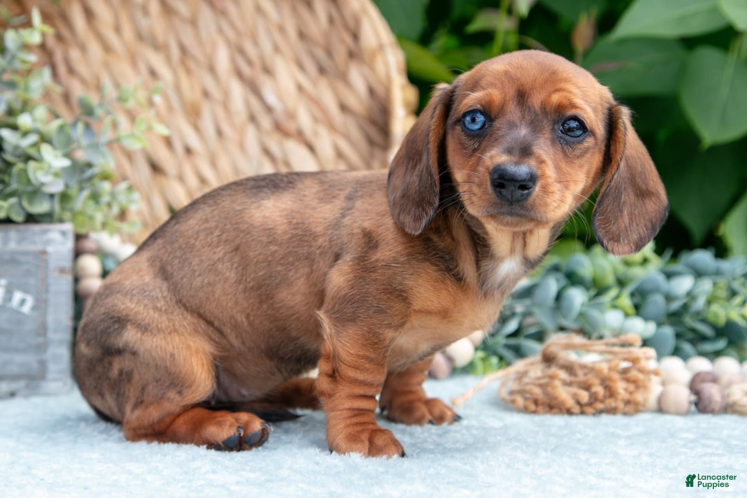 Miniature Dachshund dogs for sale: Garnet - Image 7