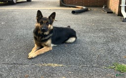 German Shepherd dogs for sale: Luna - Image 14