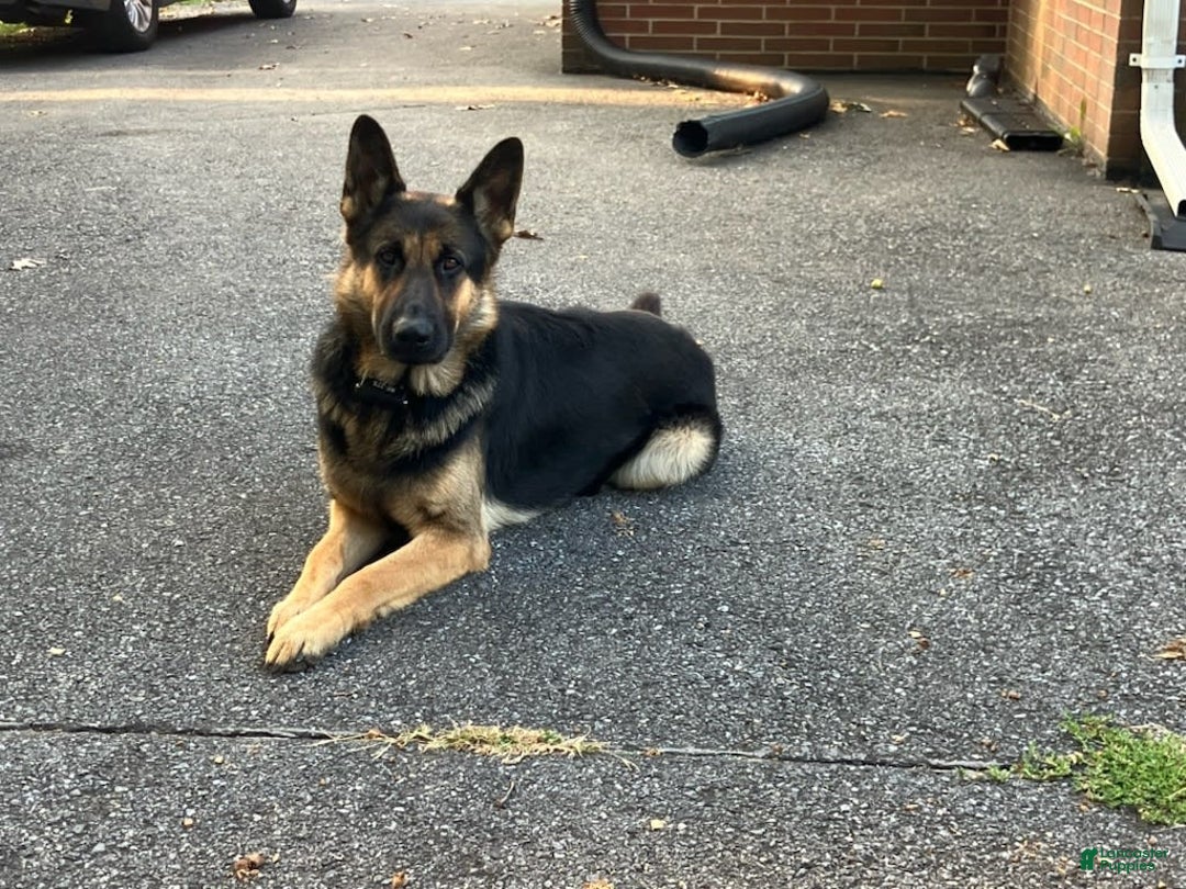 German Shepherd dogs for sale: Luna - Image 14
