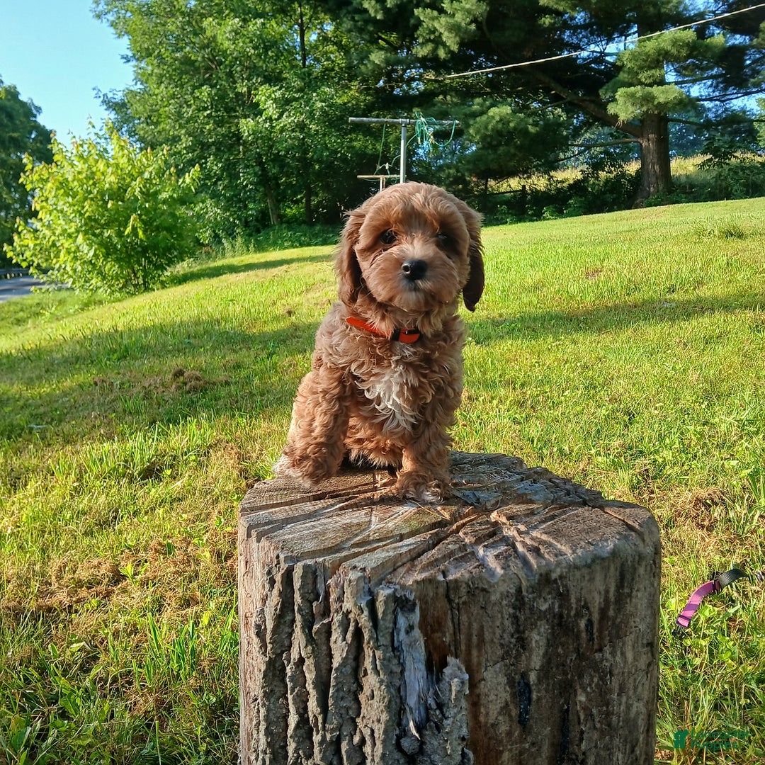 Cavapoo dogs for sale: Sunshine - Image 1