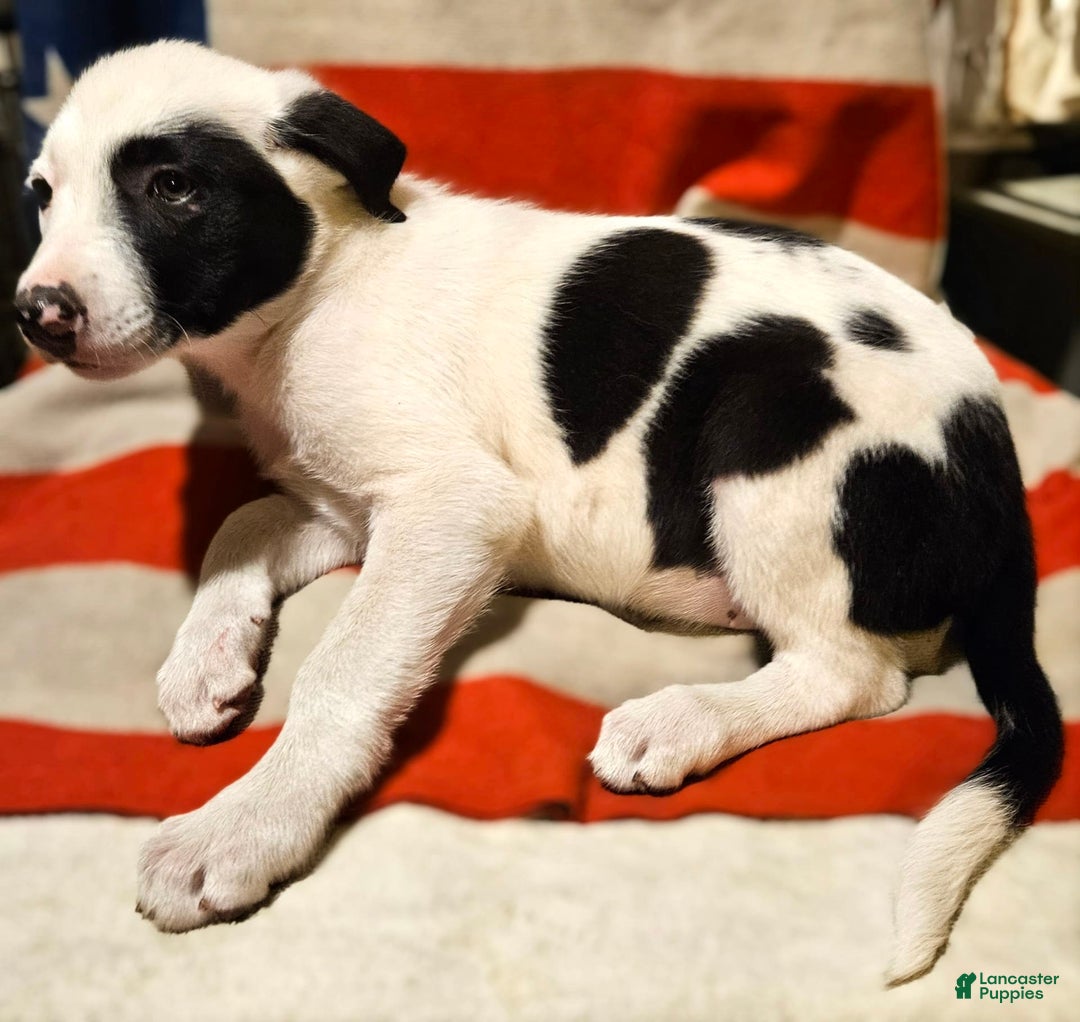 Border Collie dogs for sale: Bambi - Image 33