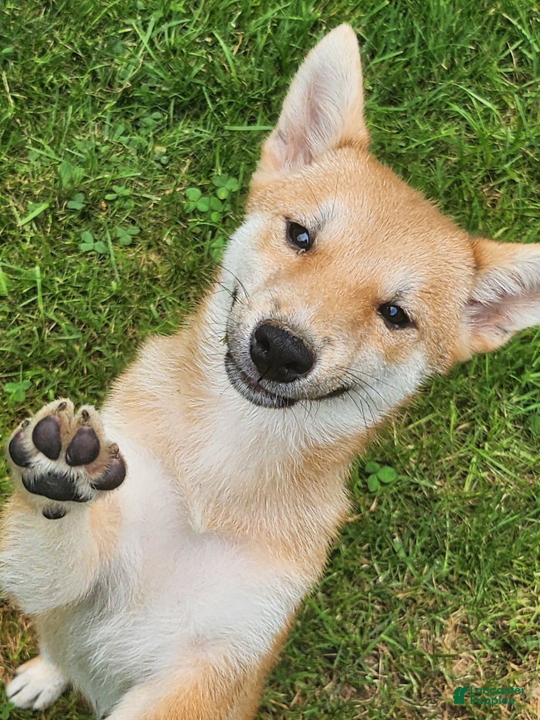 Shiba Inu dogs for sale: Shiba Puppy - Image 3