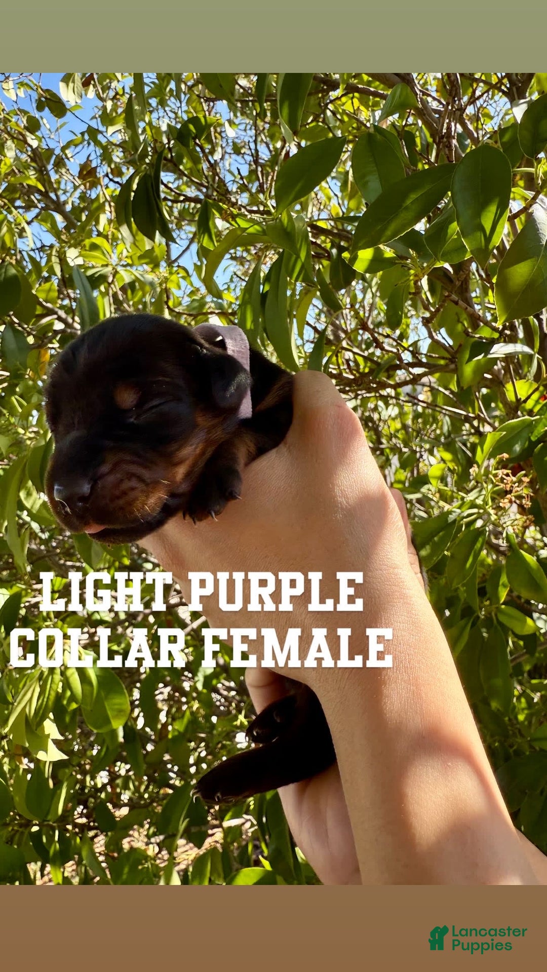 Doberman Pinscher dogs for sale: Yellow Collar - Image 2