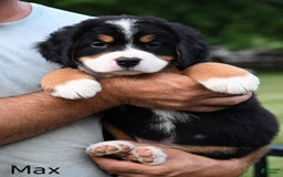 Bernese Mountain Dog dogs for sale: Max - Image 4