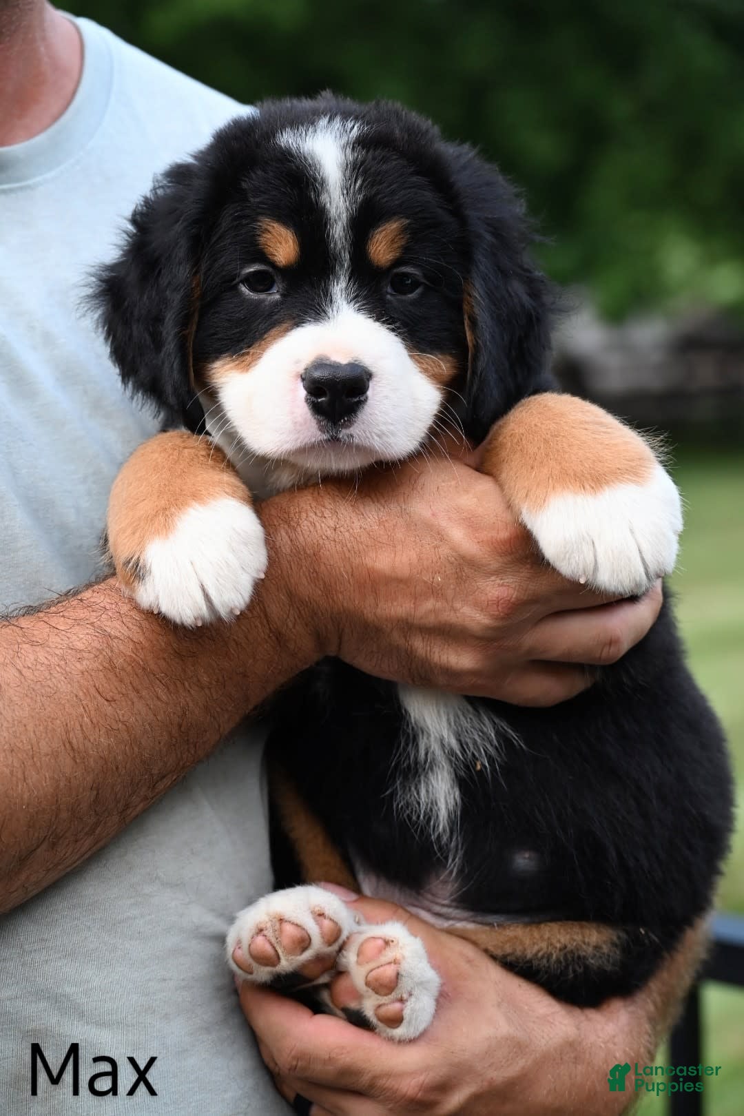 Bernese Mountain Dog dogs for sale: Max - Image 4