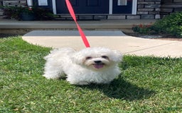 Coton De Tulear dogs for sale: Pearl - Image 25