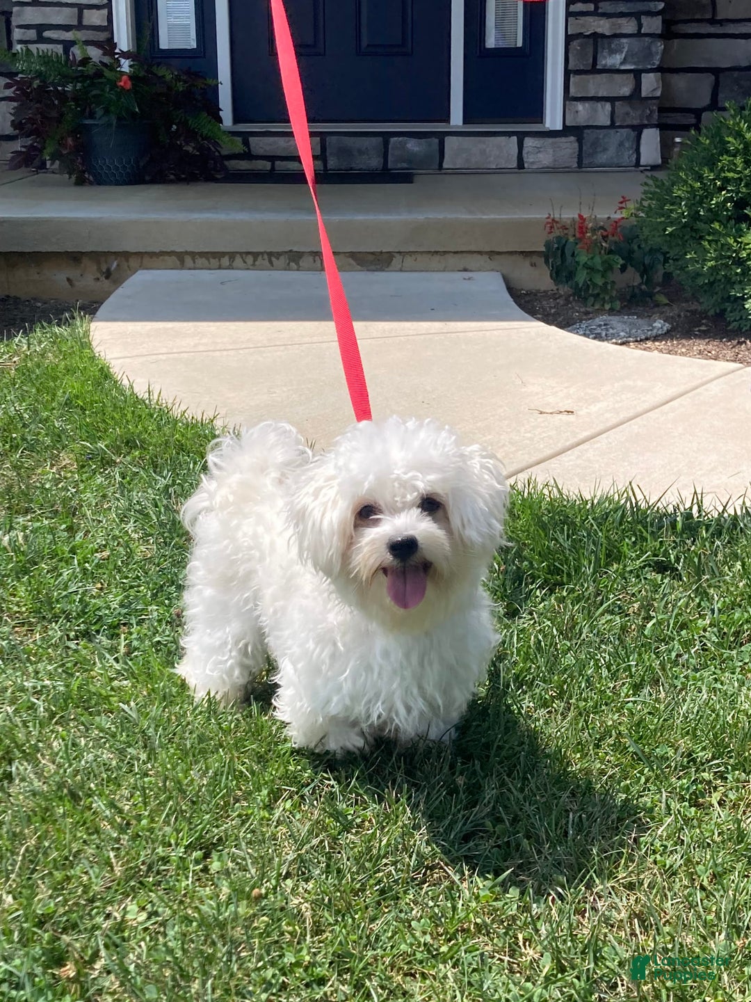 Coton De Tulear dogs for sale: Pearl - Image 25
