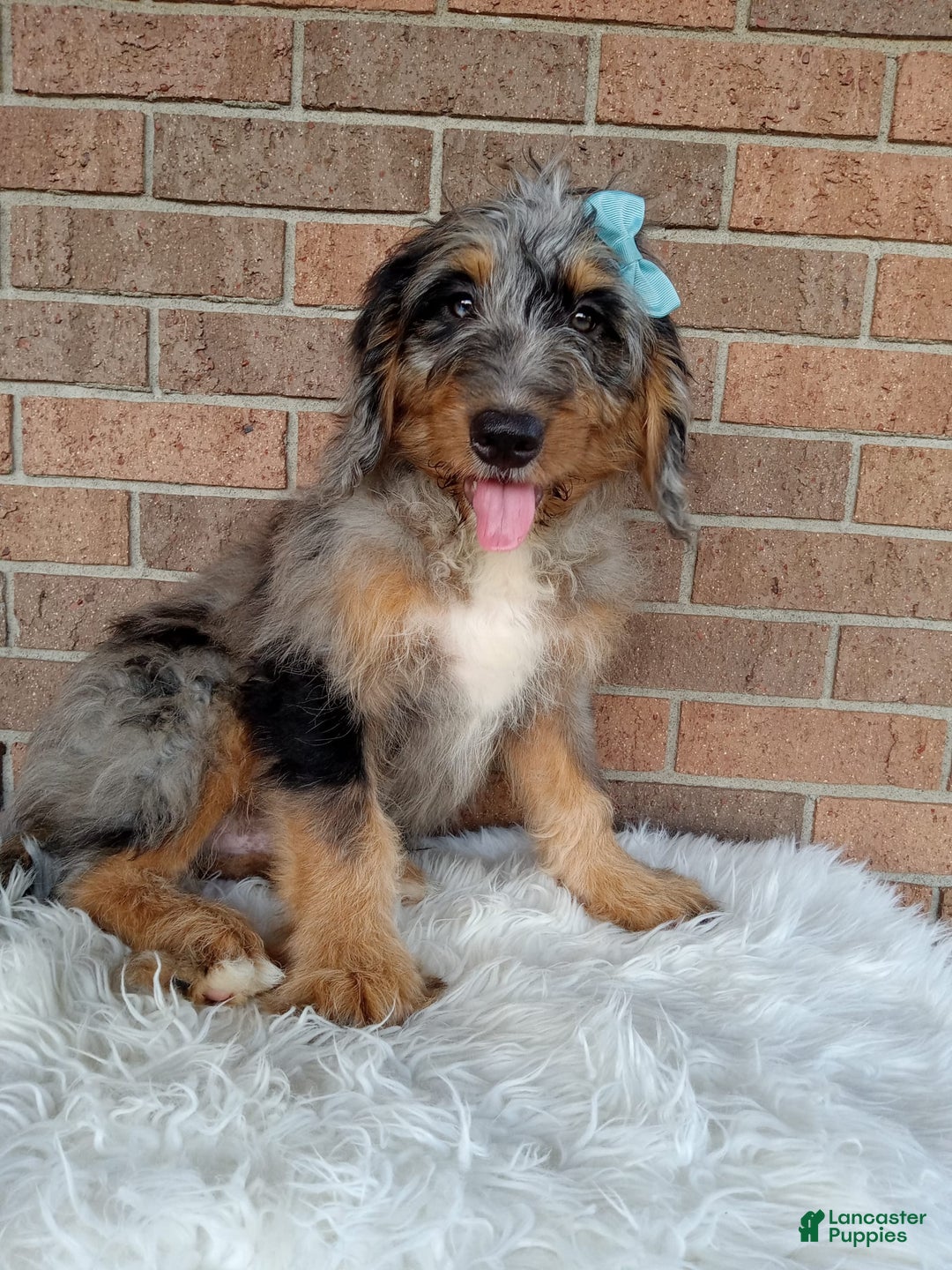 Mini Bernedoodle dogs for sale: River - Image 7