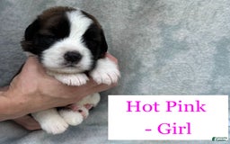 Saint Bernard dogs for sale: 14 Saints Available - Image 33