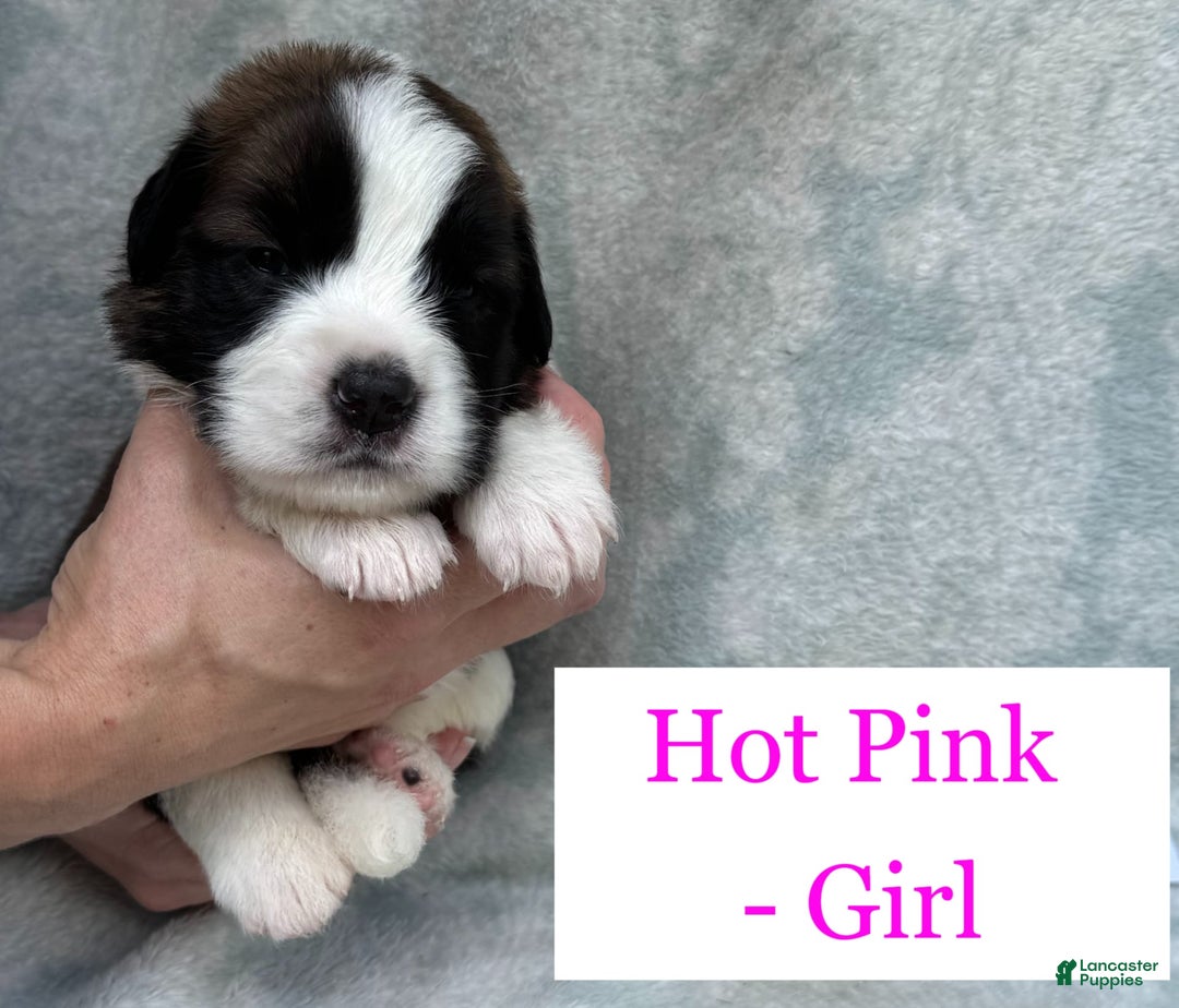 Saint Bernard dogs for sale: 14 Saints Available - Image 33