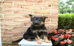 German Shepherd dogs for sale: Meadow - Image 3