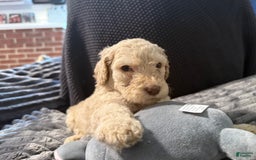 Goldendoodle dogs for sale: Puppy 1 - Image 1