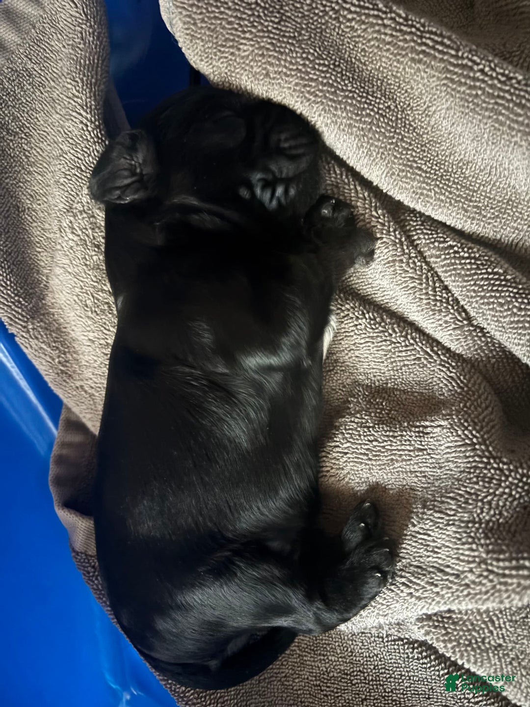 Cavapoo dogs for sale: Smokey - Image 4