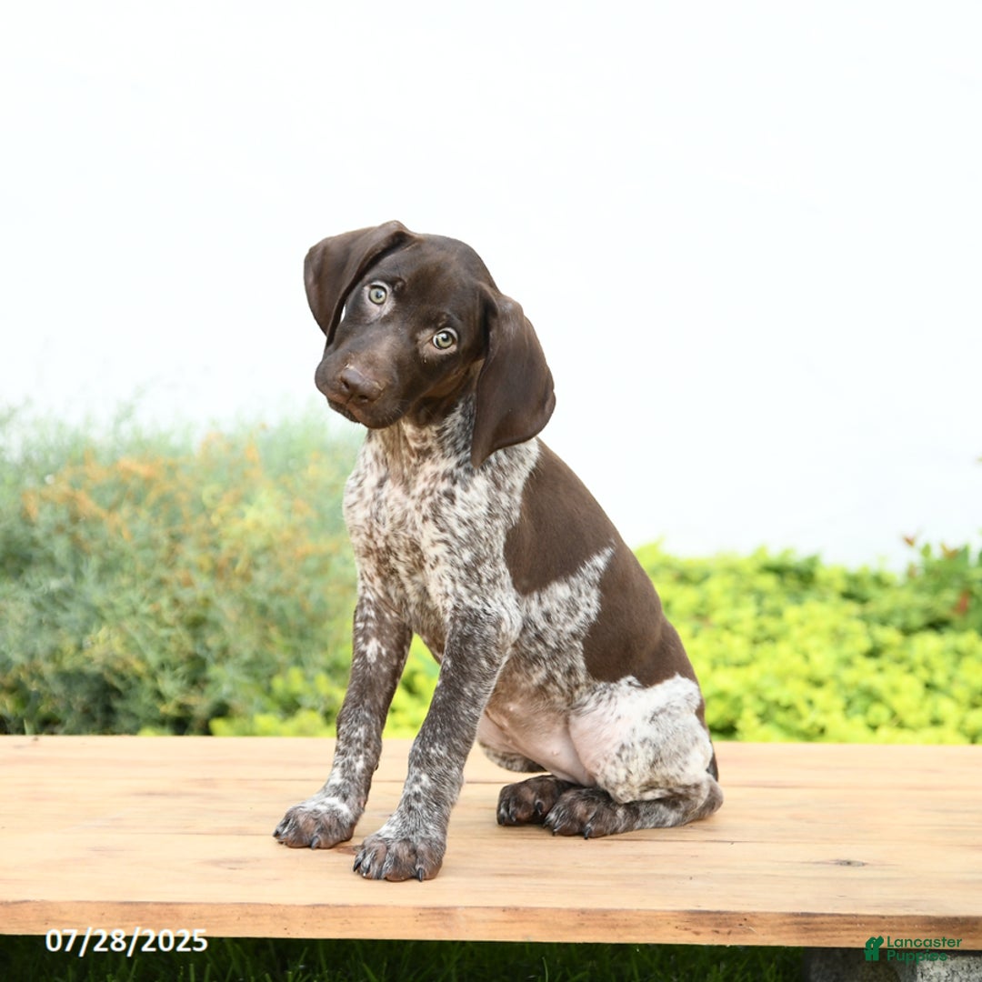 German Shorthaired Pointer dogs for sale: Journey - Image 2