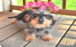 Miniature Dachshund dogs for sale: Tommy - Image 21