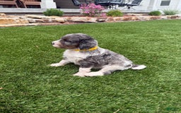 Bernedoodle dogs for sale: 4 - Image 2