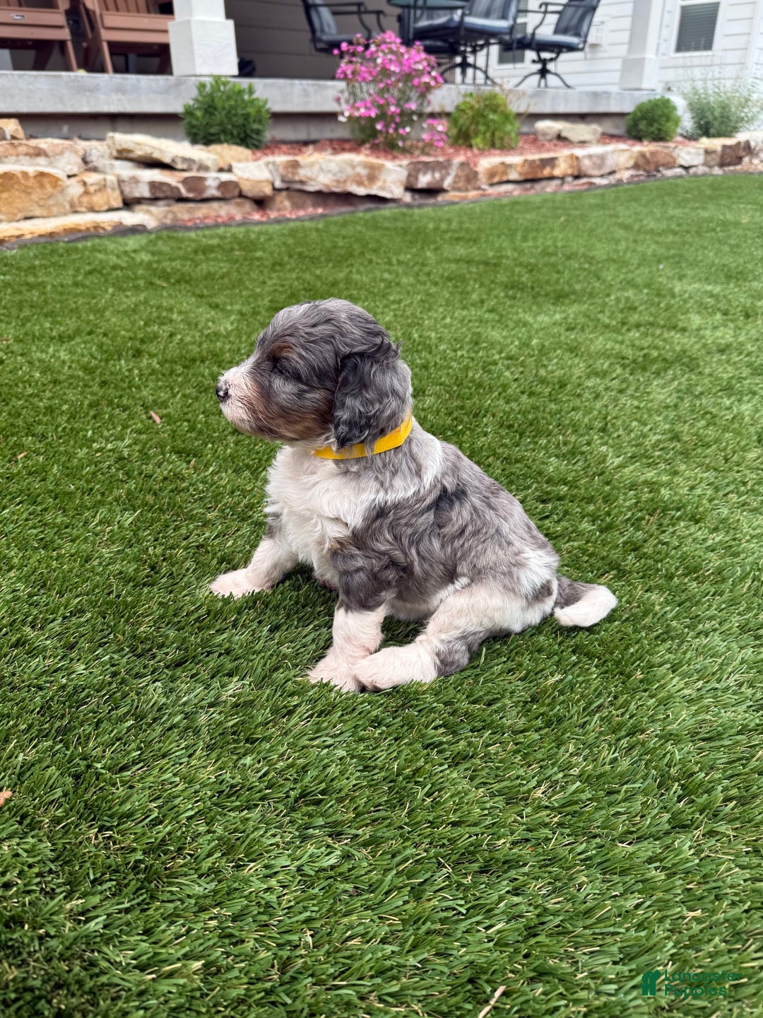 Bernedoodle dogs for sale: 4 - Image 2