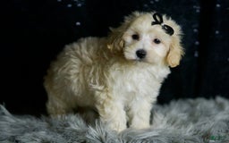 Maltipoo dogs for sale: Ares - Image 3