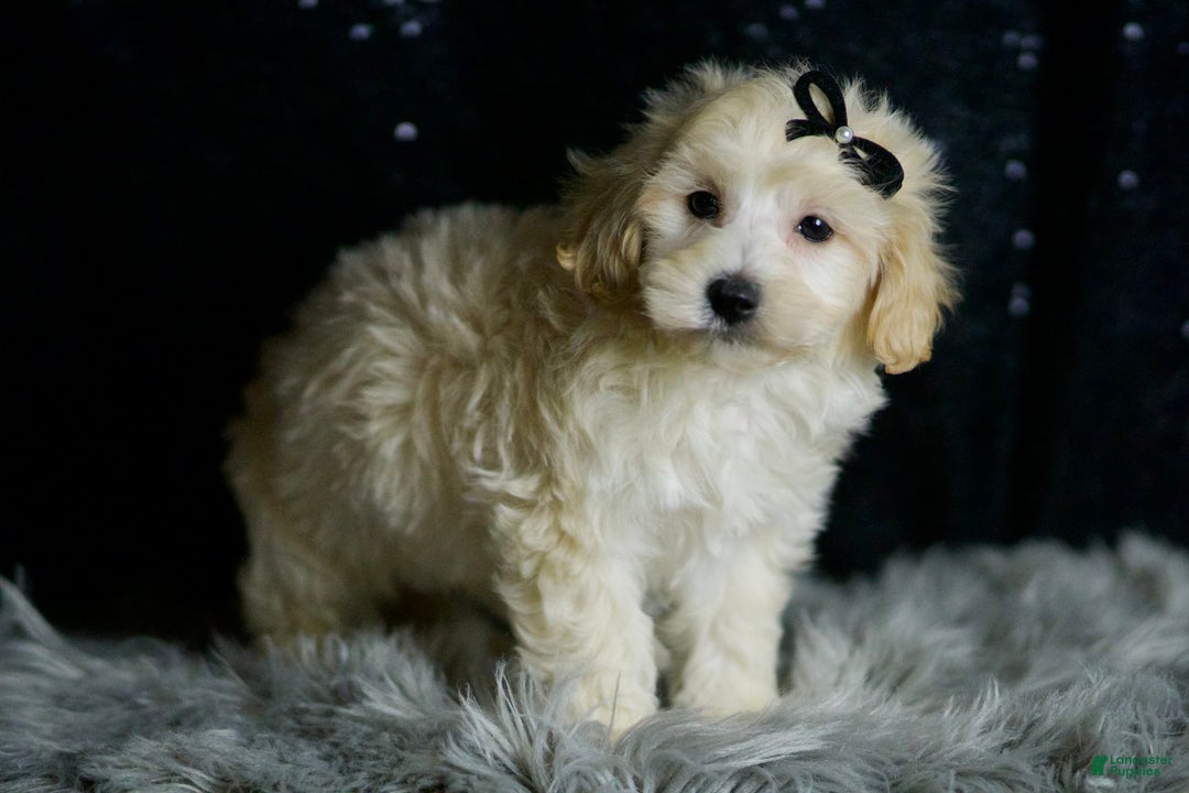 Maltipoo dogs for sale: Ares - Image 3
