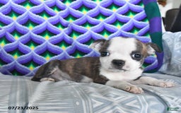 Boston Terrier dogs for sale: Bacon - Image 2