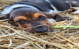 Basset Hound dogs for sale: Rose - Image 3