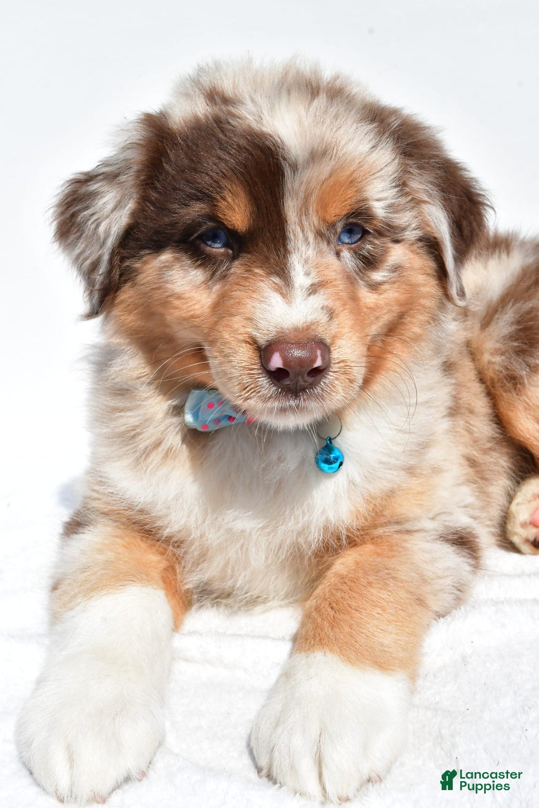 Miniature Australian Shepherd dogs for sale: Miniature Australian Shepherd 7 puppies - Image 20