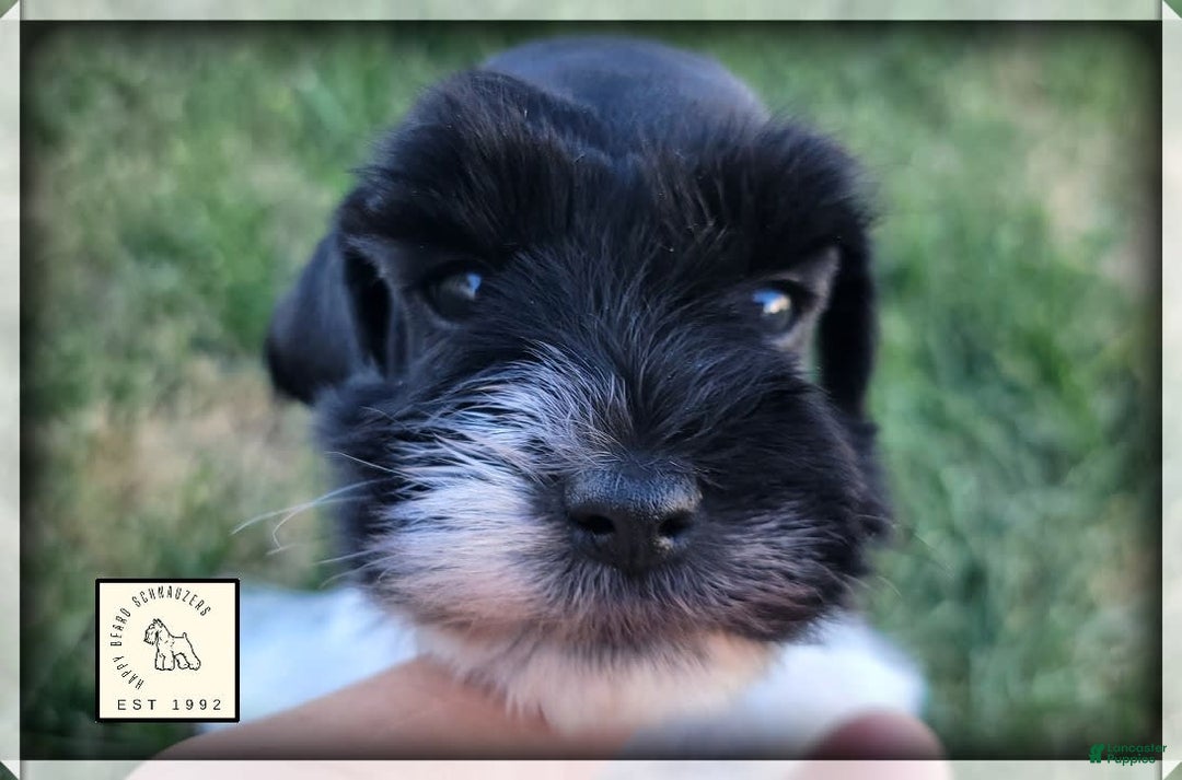 Miniature Schnauzer dogs for sale: Ash - Image 6