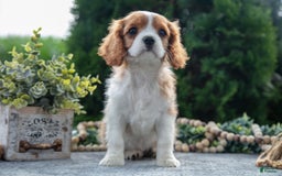 Cavalier King Charles Spaniel dogs for sale: Princess - Image 6