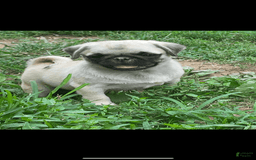 Pug dogs for sale: Peaches - Image 2