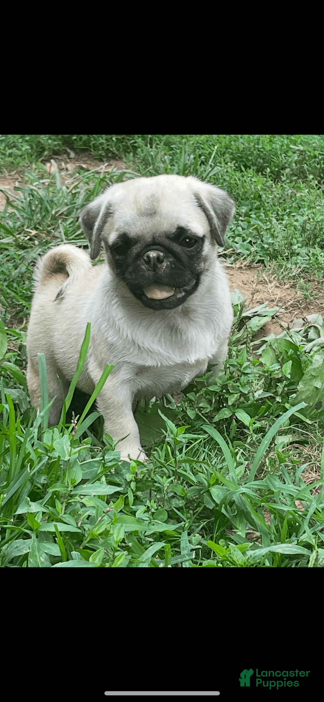 Pug dogs for sale: Peaches - Image 2