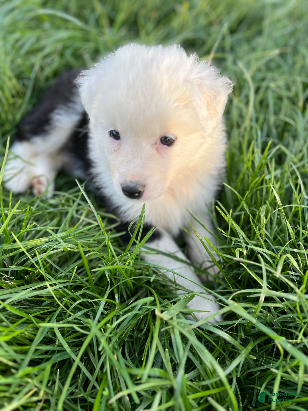 Australian Shepherd dogs for sale: Sugar - Image 14