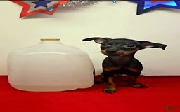 Miniature Pinscher dogs for sale: Otis - Image 2