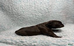 French Bulldog dogs for sale: Chocobelle - Image 13
